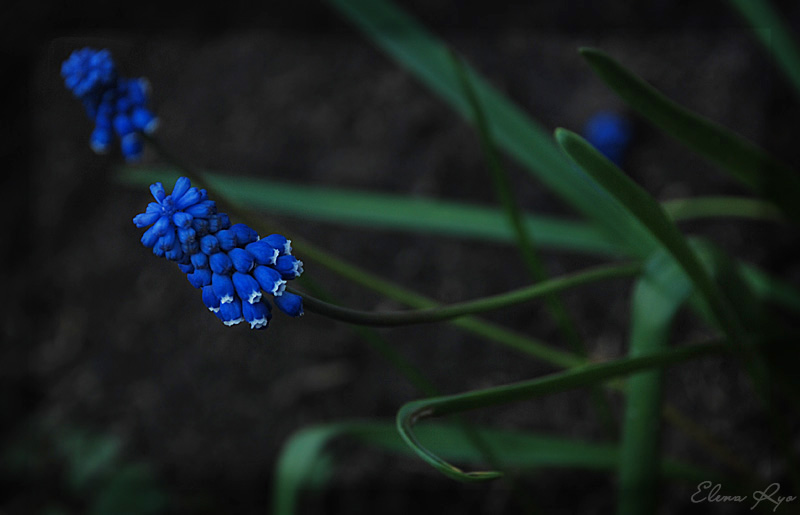 photo "***" tags: nature, macro and close-up, flowers