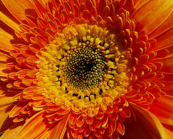 photo "Colour Festival..." tags: nature, flowers