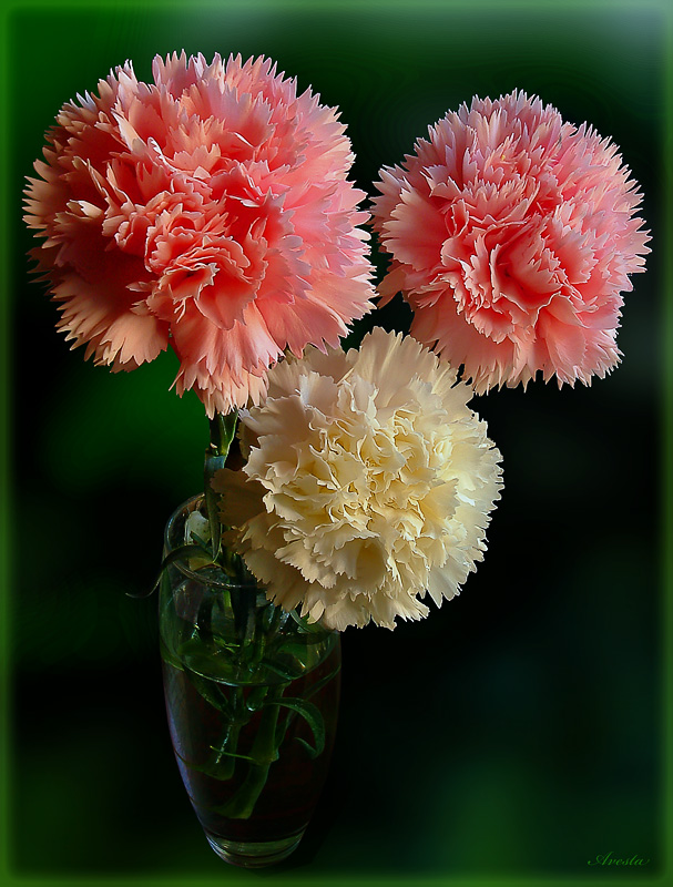 photo "Carnations" tags: nature, macro and close-up, flowers