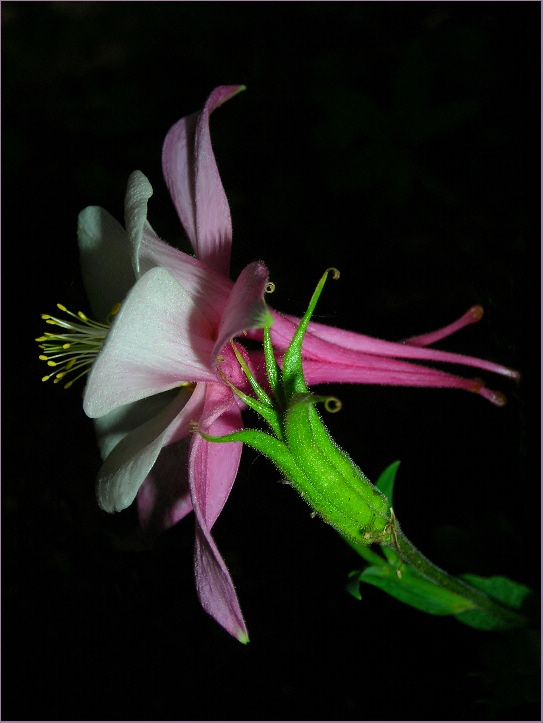 photo "She's ready.." tags: nature, flowers