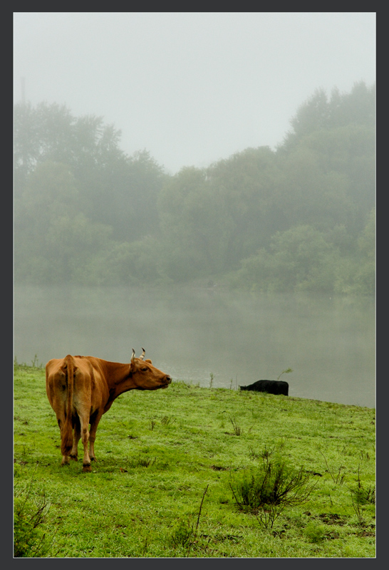 фото "Красная корова" метки: природа, пейзаж, домашние животные, осень