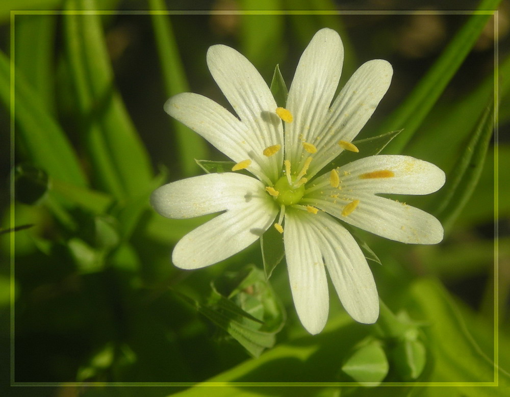 photo "***" tags: nature, flowers