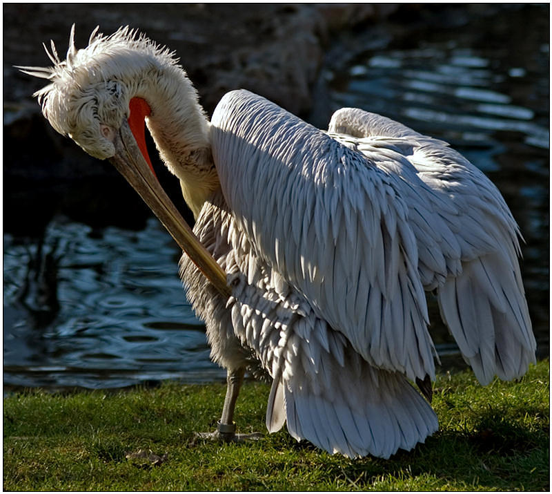 photo "The fan of cleanliness" tags: nature, travel, Europe, wild animals