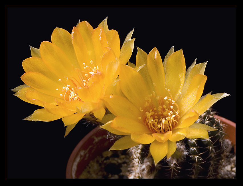 photo "Lobivia Arachnacantha" tags: nature, macro and close-up, flowers