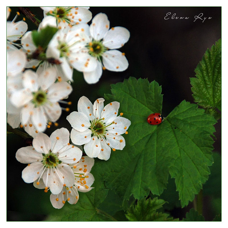 photo "***" tags: nature, macro and close-up, flowers