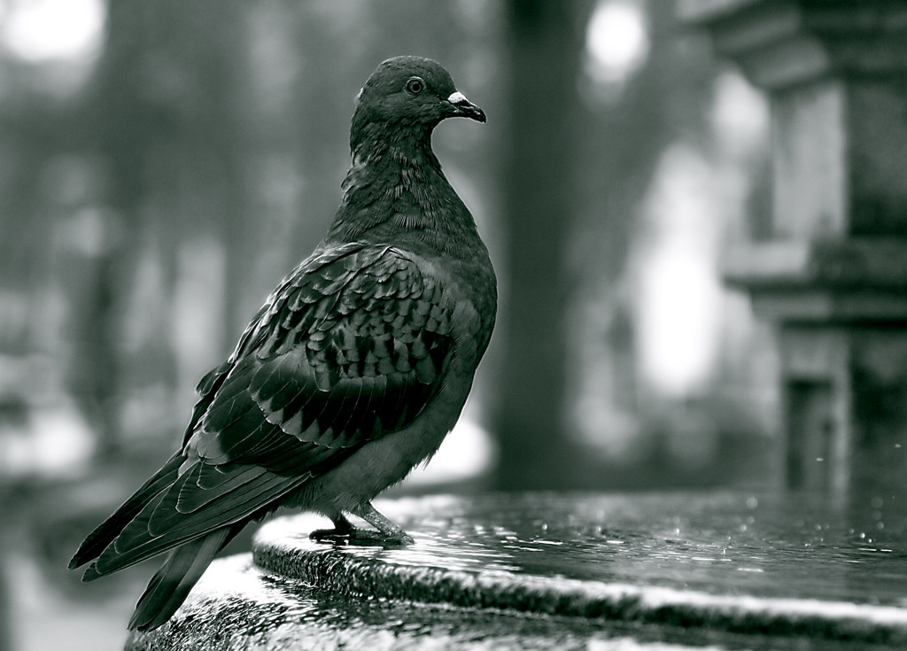 photo "Pomba_02" tags: nature, wild animals