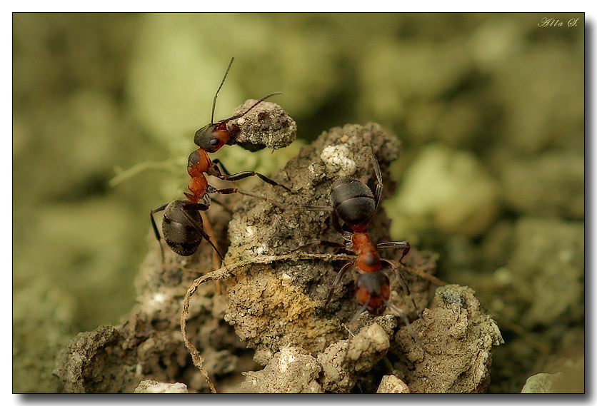 photo "***" tags: nature, macro and close-up, insect