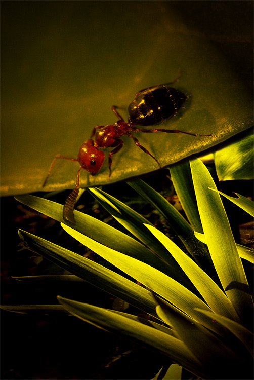 photo "World of Minimoys" tags: nature, insect