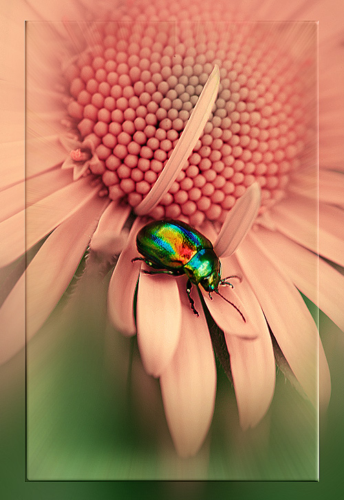 photo "***" tags: nature, macro and close-up, insect