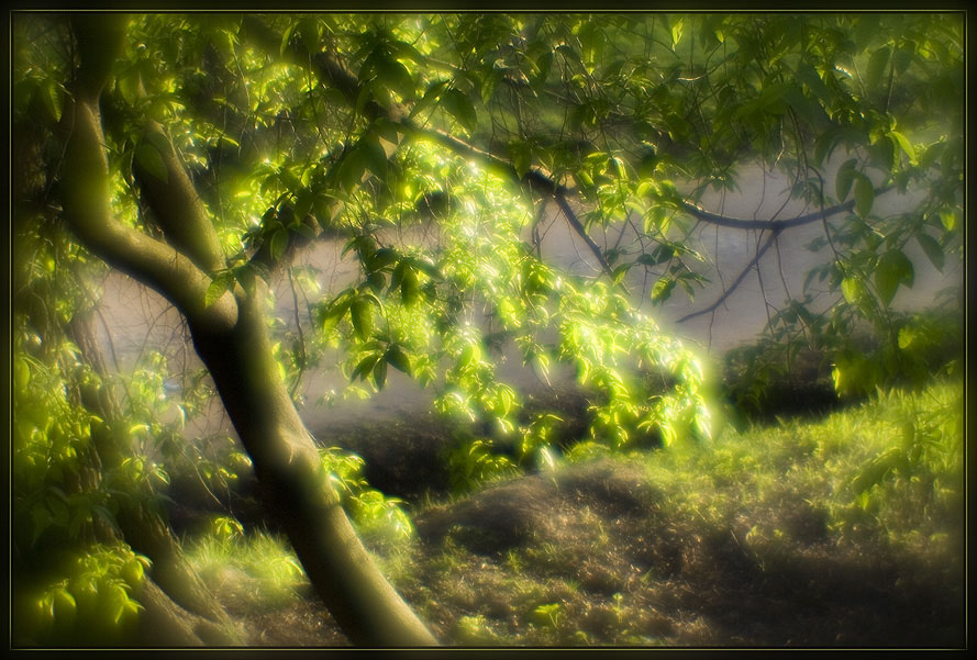 photo "green paradise" tags: landscape, forest, spring