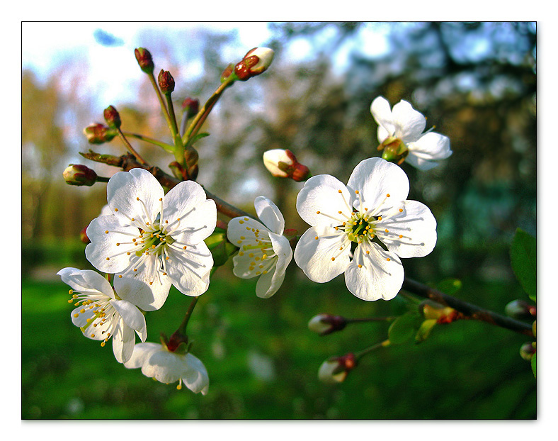 фото "Вишня цветет" метки: природа, макро и крупный план, цветы