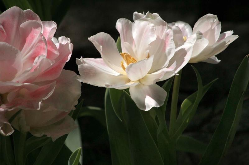 photo "In the shadows I" tags: nature, flowers