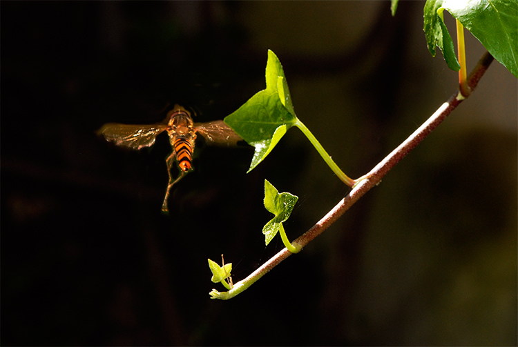 photo "GLIDING" tags: nature, insect