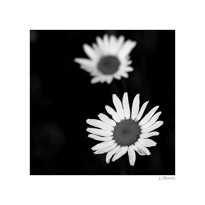 фото "flower" метки: природа, черно-белые, цветы