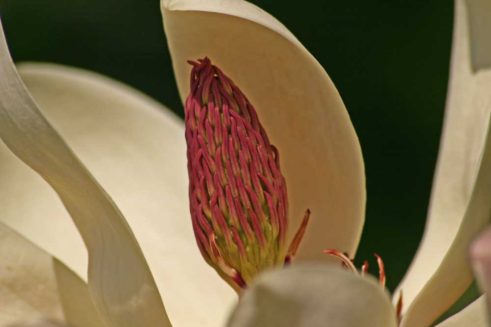 photo "Springtime" tags: nature, flowers