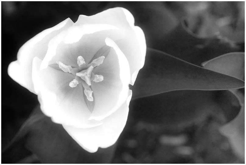 photo "infrared tulip" tags: black&white, nature, flowers