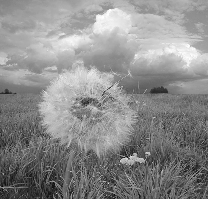 photo "Whiff of a wind" tags: landscape, spring