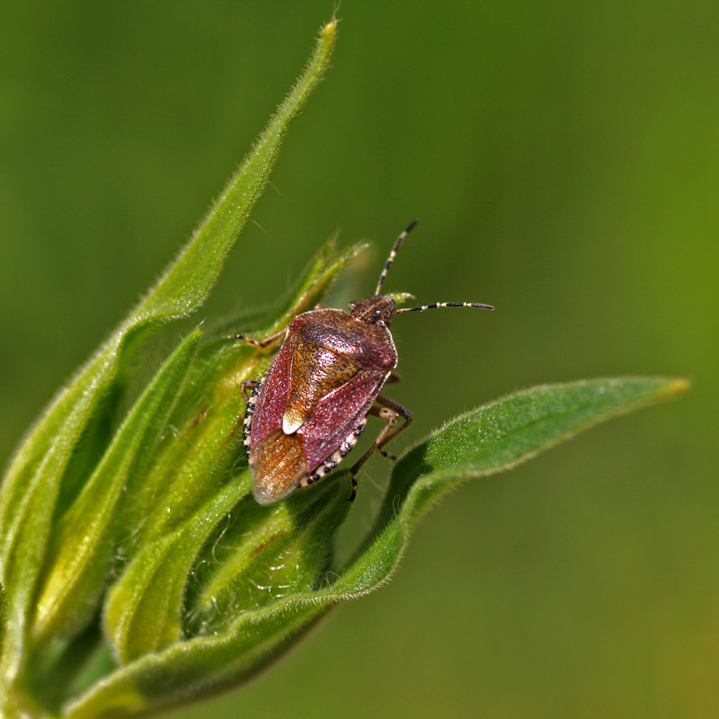 photo "***" tags: nature, macro and close-up, insect