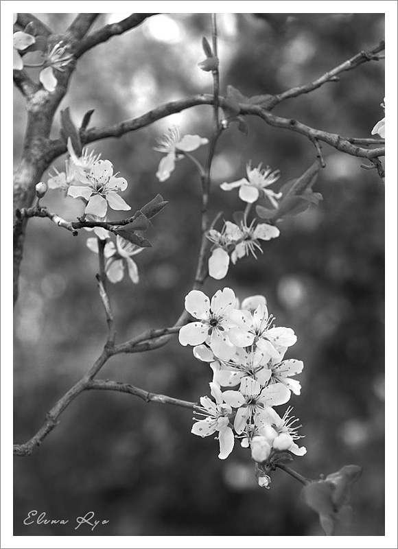 photo "***" tags: nature, macro and close-up, flowers