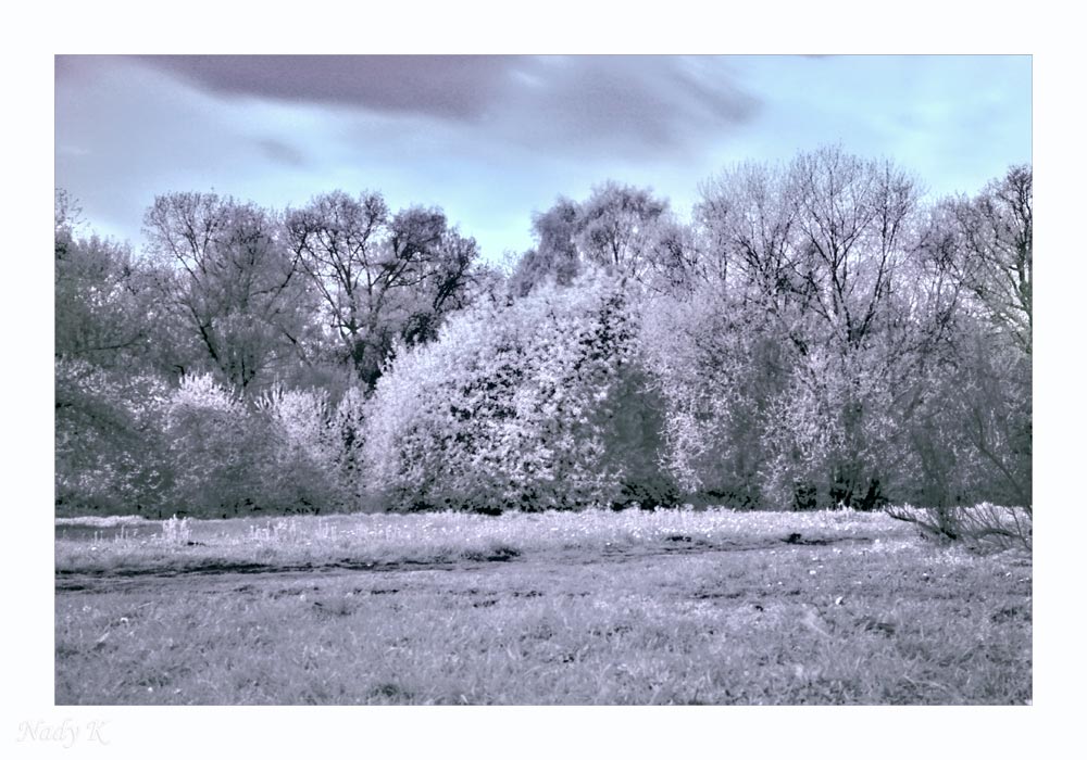 photo "the forest" tags: landscape, forest, spring