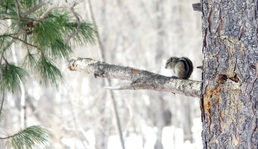 photo "Pensive..." tags: nature, wild animals