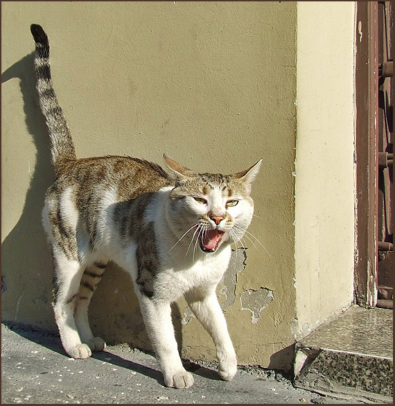 photo "Street singer" tags: nature, pets/farm animals