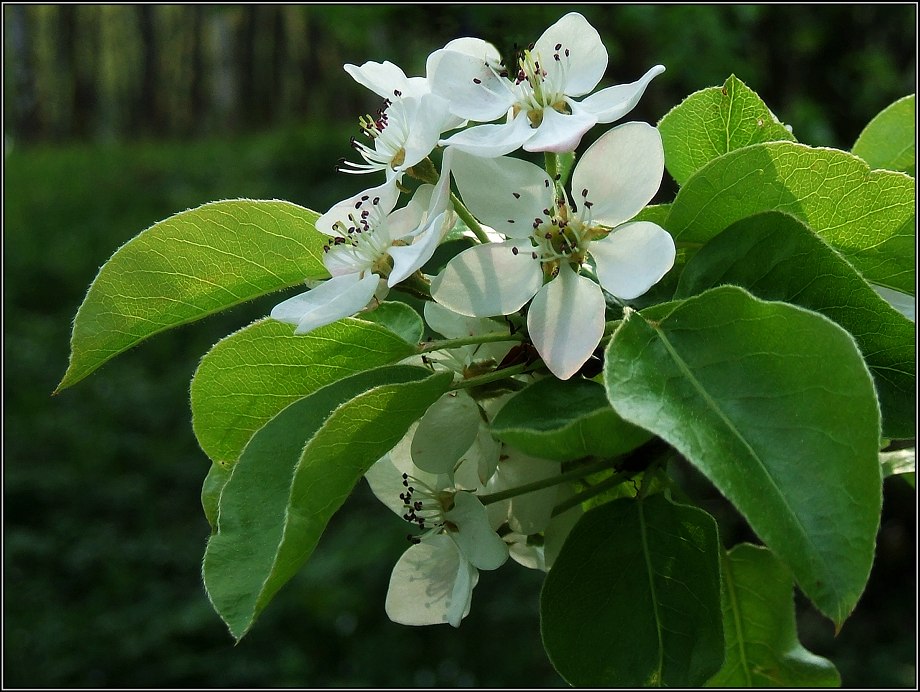photo "Flower month May" tags: nature, macro and close-up, flowers