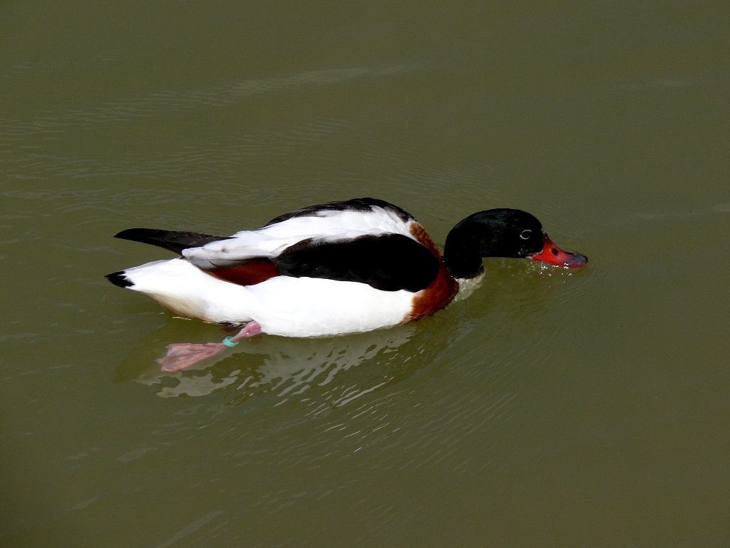 фото "A rush duck" метки: природа, домашние животные