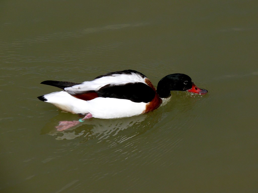 photo "A rush duck" tags: nature, pets/farm animals