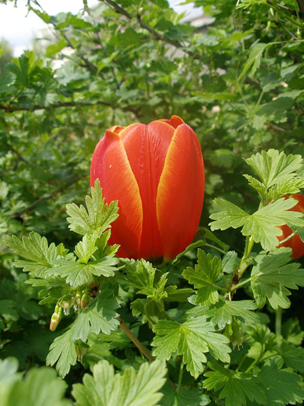 photo "***" tags: nature, flowers