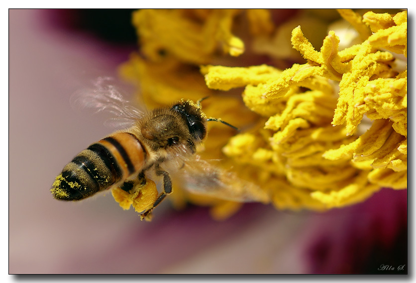 photo "***" tags: macro and close-up, nature, insect