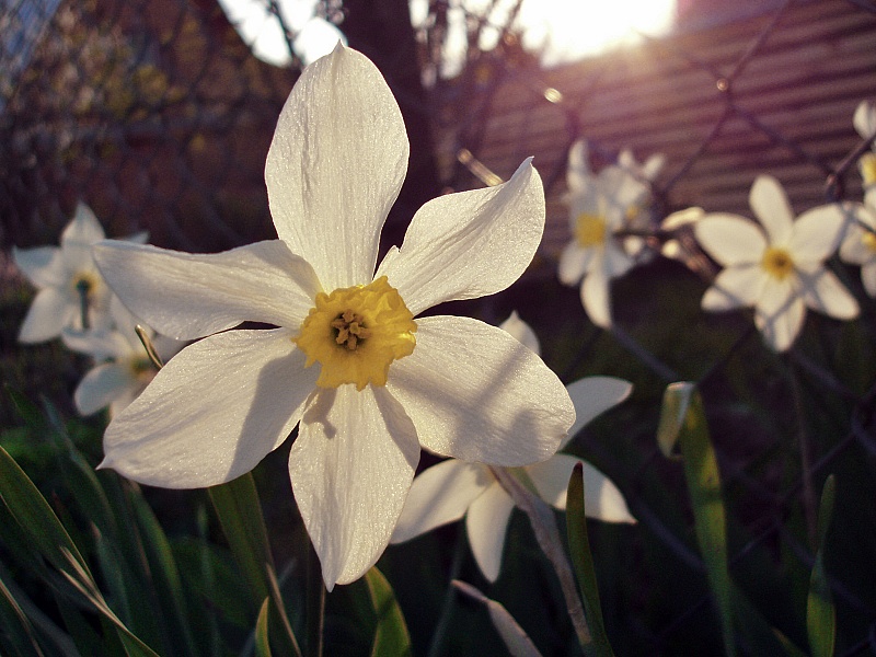 photo "***" tags: nature, macro and close-up, flowers