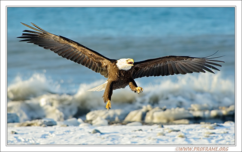 photo "I Will Fight You" tags: nature, travel, North America, wild animals