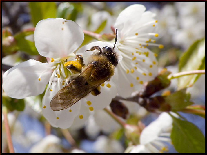 photo "Spring Colors" tags: nature, flowers, insect