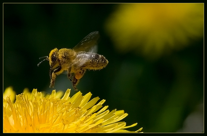 photo "***" tags: macro and close-up, nature, insect