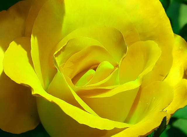 photo "Rose" tags: macro and close-up, nature, flowers