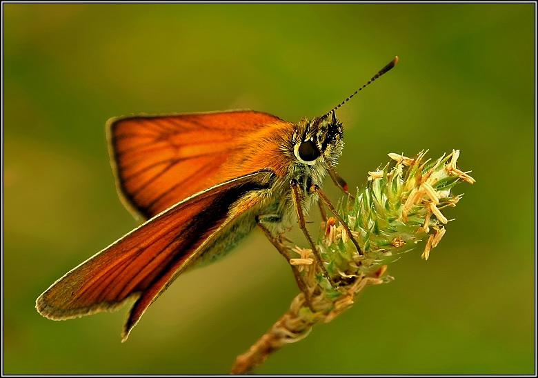 photo "Evening flame" tags: macro and close-up, nature, insect