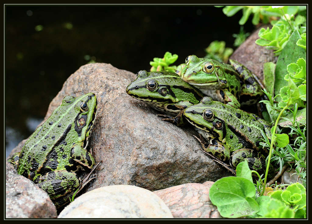 photo "***" tags: nature, wild animals