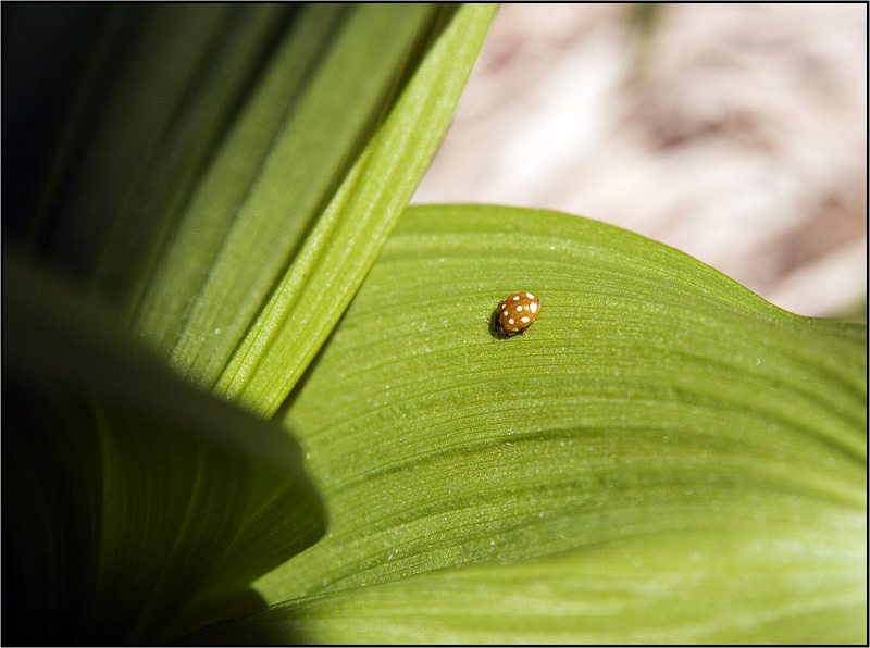 photo "***" tags: nature, insect