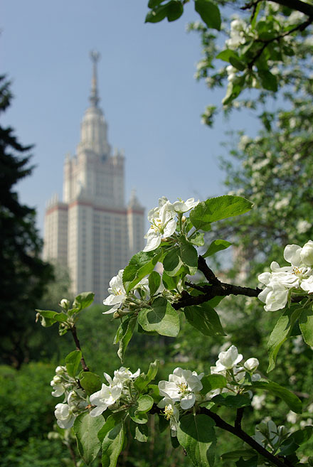 фото "Яблони цветут" метки: пейзаж, город, весна