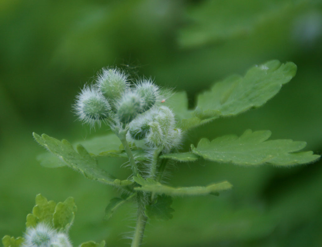 photo "***" tags: macro and close-up, nature, flowers