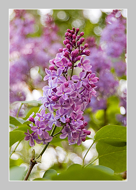 photo "The Branch of lilac" tags: nature, flowers