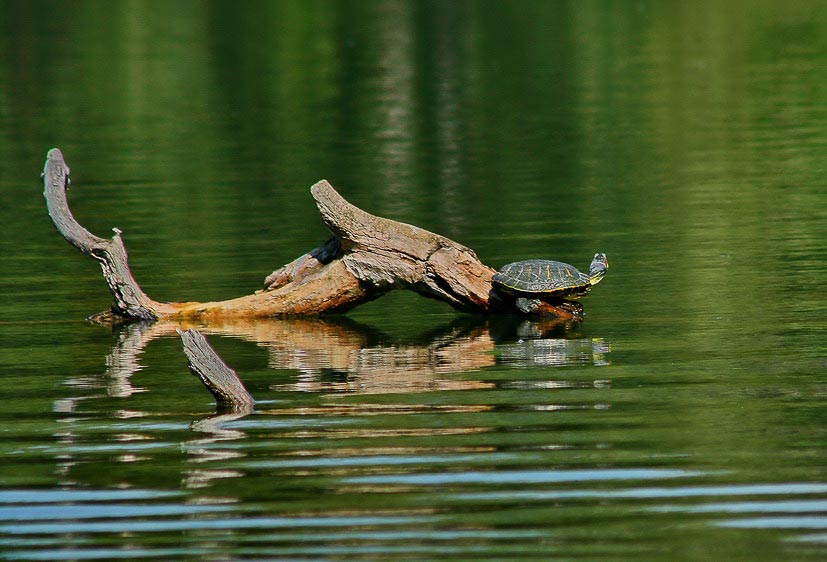 photo "A lone turtle" tags: nature, landscape, water, wild animals