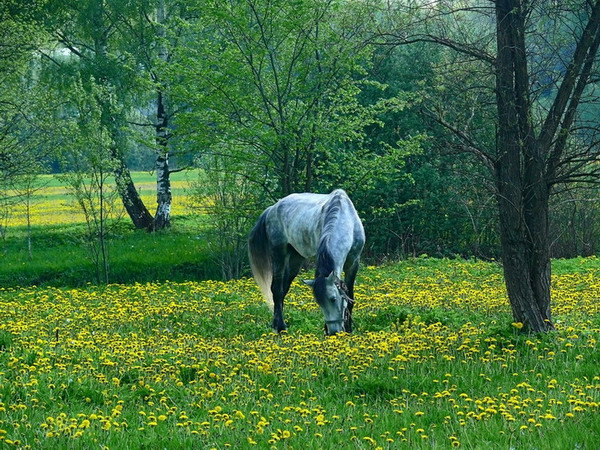 photo "***" tags: nature, pets/farm animals