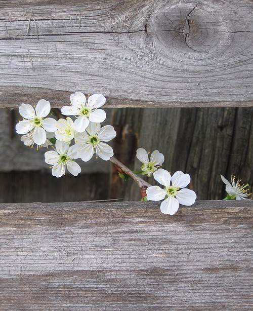 photo "***" tags: nature, landscape, flowers, spring