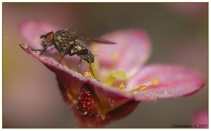 фото "Мухи тоже любят цветы" метки: природа, макро и крупный план, насекомое