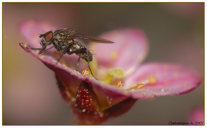 photo "***" tags: nature, macro and close-up, insect