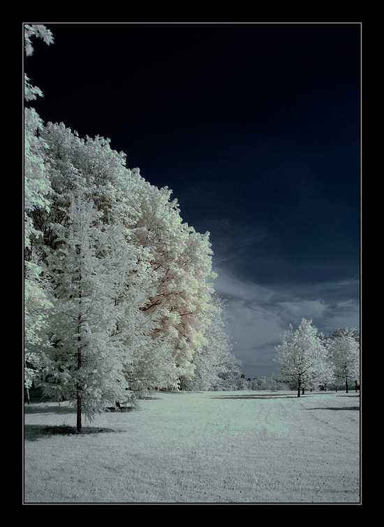 фото "SUCCEDERE" метки: пейзаж, зима, лес