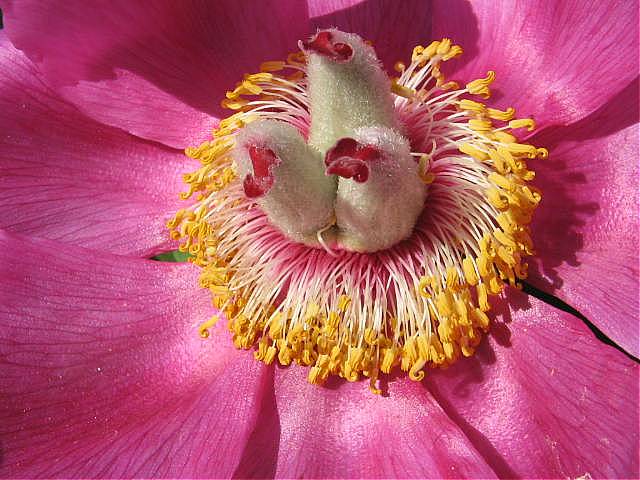 фото "Flower." метки: макро и крупный план, черно-белые, 