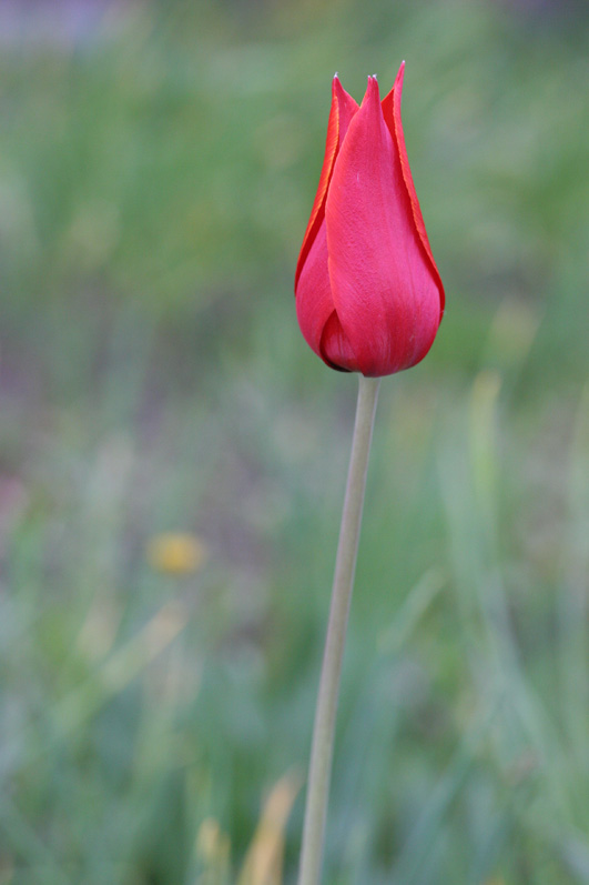 photo "***" tags: nature, flowers